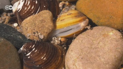 Berbigão de água doce pode mudar ecossistema do lago de Constança