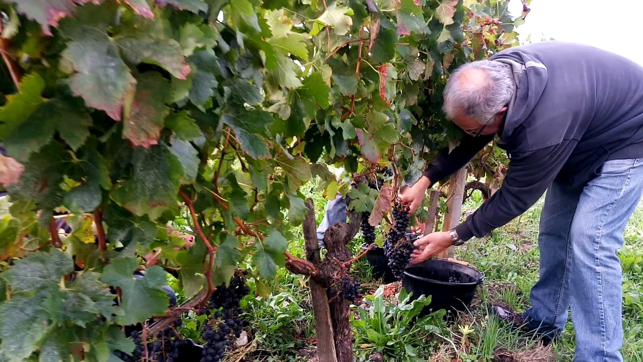 Clos de l'Echauguette, vendanges Blaye côtes de Bordeaux