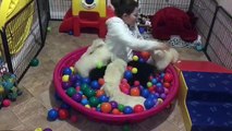Golden Retriever puppies play in ball pit