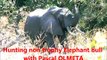 Pascal Olmeta en pleine polémique pour avoir tué un éléphant !
