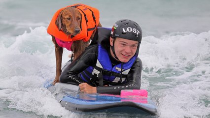 Ricochet The Surfing Dog: SUPERPOWER DOGS