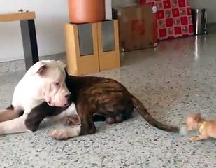 LA BATTAGLIA DEL SECOLO