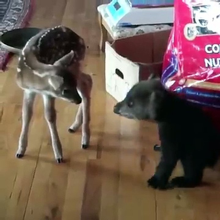 Guardami, non ti faccio paura?