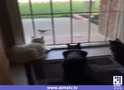 کتے کا خطرناک حملہ جس نے سب کو بھاگنے پر مجبور کردیا