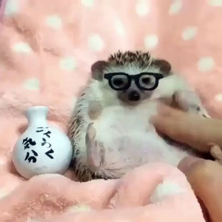 CUTE : Massage d'un hérisson