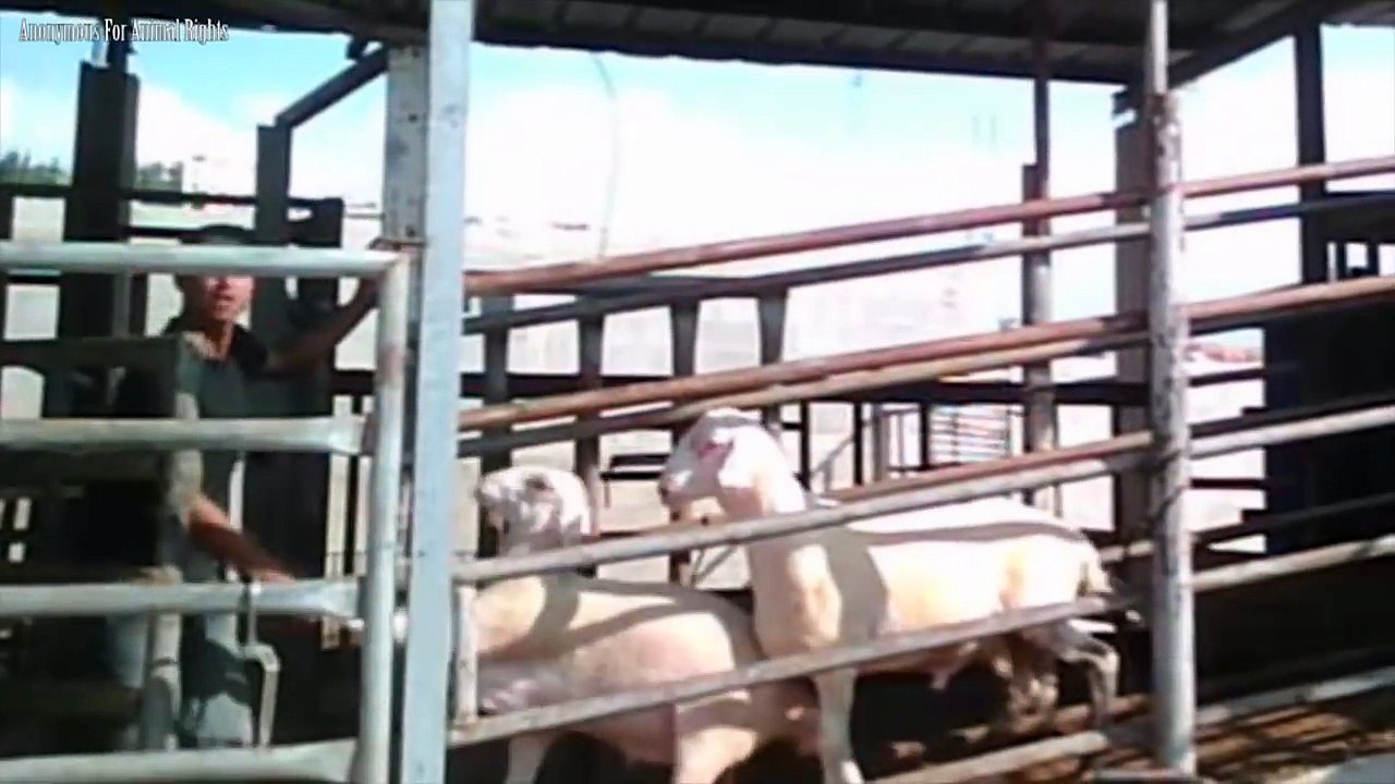 Animal Holocaust happening RIGHT NOW