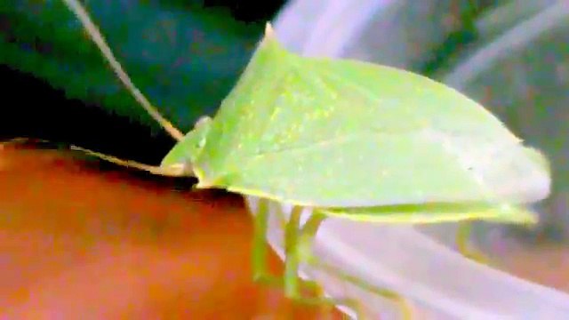 Percevejo Verde _ bedbug Green (Loxa viridis)