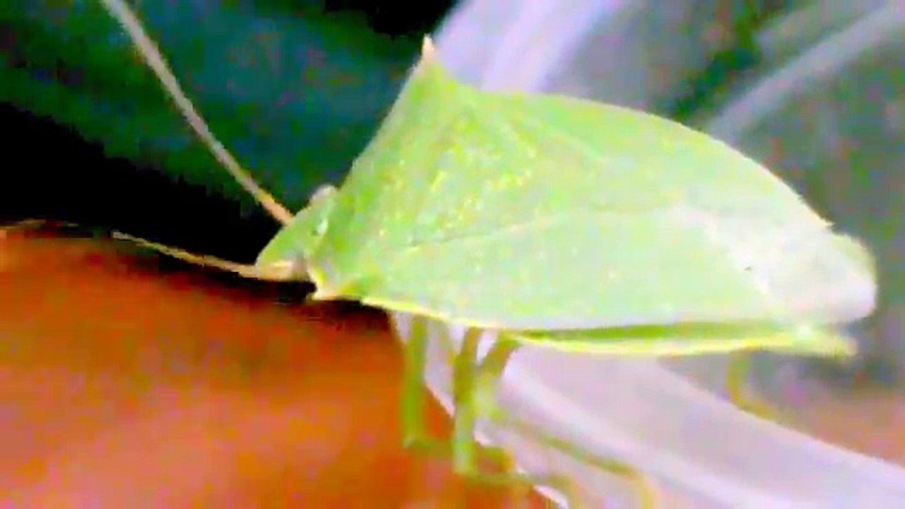 Percevejo Verde _ bedbug Green (Loxa viridis)