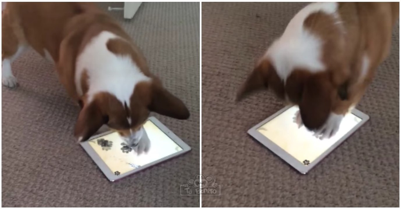 Apenas um cão concentrado no jogo... enquanto outro está mais interessado em jogar noutros terrenos!