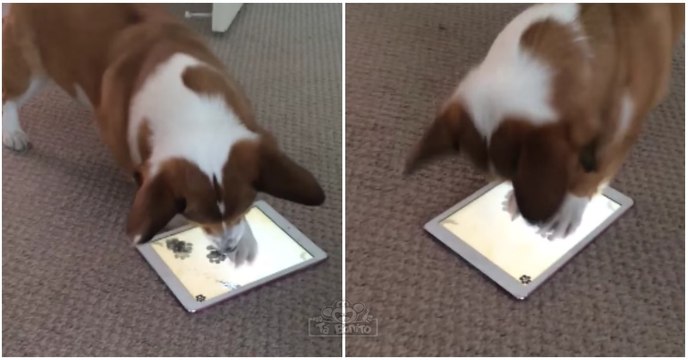 Apenas um cão concentrado no jogo... enquanto outro está mais interessado em jogar noutros terrenos!