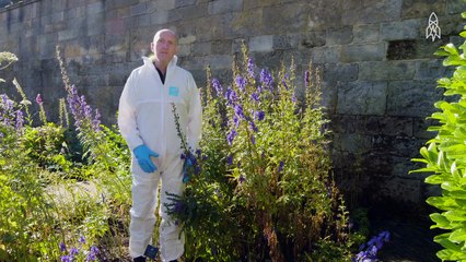 Cette dame de 58 ans a créé un jardin comportant des fleurs qui tueront atrocement celui qui y touchera