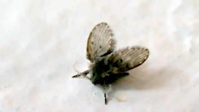 Drain fly, Drain flies, Sink flies, Moth flies, or sewer gnats (Psychoda alternata)