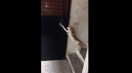 Il gatto rimane fuori. Ciò che fa per farsi aprire vi strapperà un sorriso