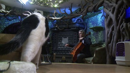 What a purr-formance! Cellist creates album for cats
