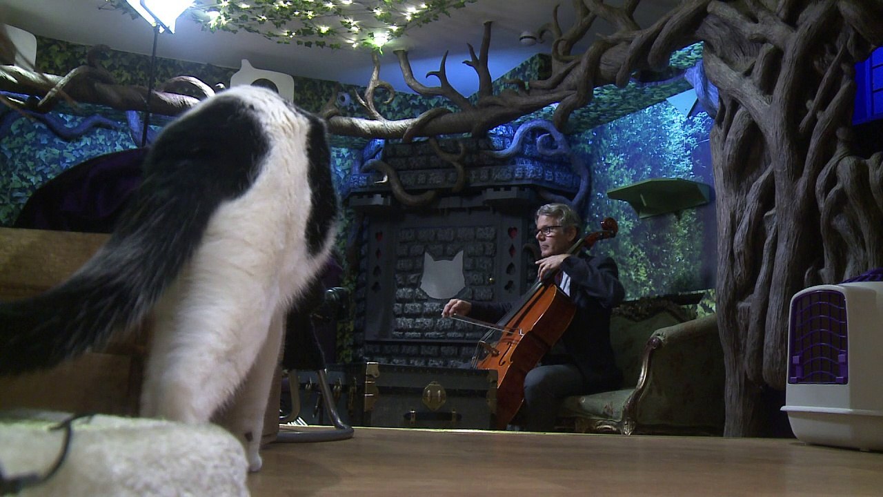 What a purr-formance! Cellist creates album for cats