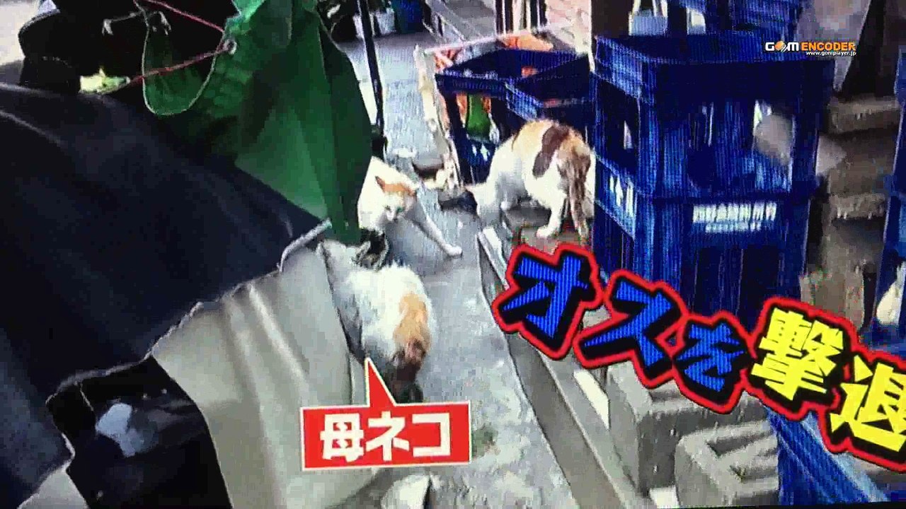 トコトン掘り下げ隊！生き物にサンキュー！！超人気ネコ＆デカい犬大集合ＳＰ ナワバリ争い 2016.10.19 2016年10月19日