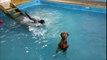 La première piscine canine de Belgique vient d'être inaugurée à Charleroi