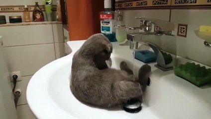 Bu Kedi Yıkanmayı Çok Seviyor!