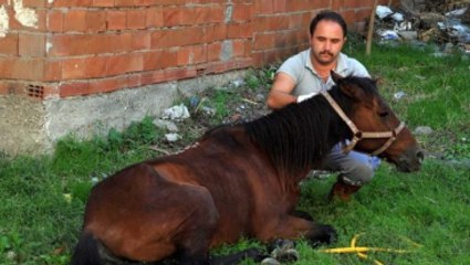 Bursa Terkedilen Hasta At, Hayata Döndürüldü