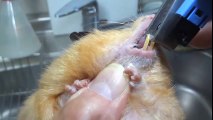 Cận cảnh ca nhổ răng cho chuột hamster