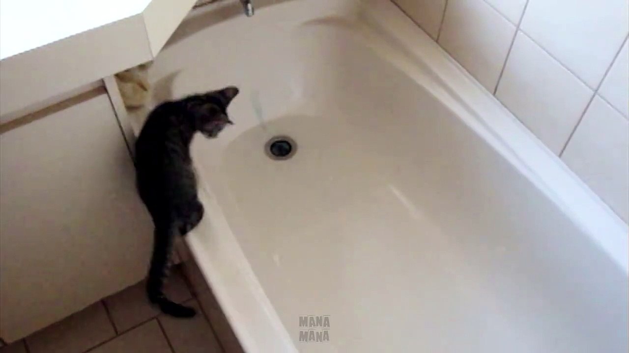 Cats are the best!!