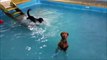 Cette piscine est reservée au chiens! Piscine canine à Charleroi en Belgique