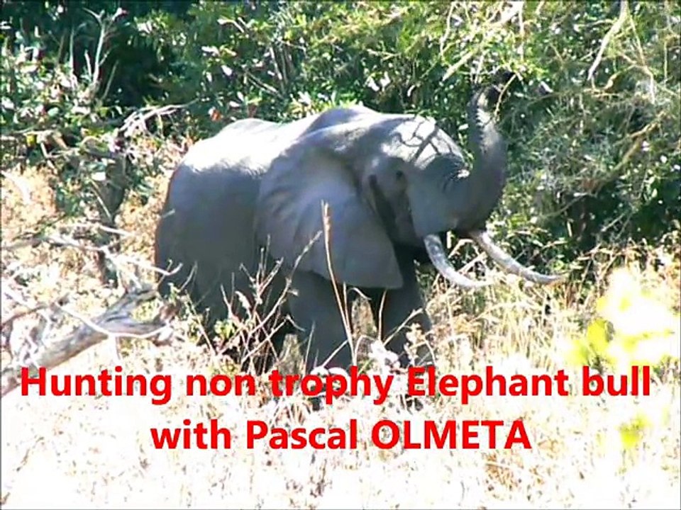 Choquant : Pascal Olmeta tue un éléphant lors d'un safari