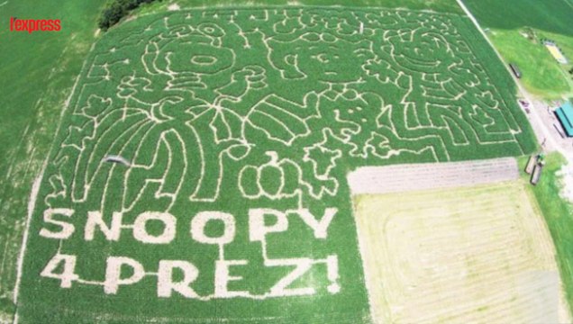 Des agriculteurs tondent des Snoopy géants dans leurs champs de maïs