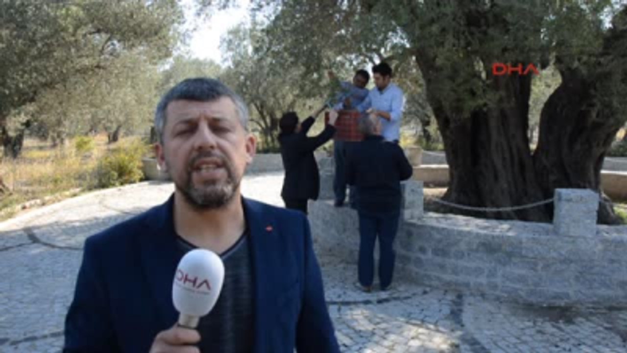 Manisa - Kırkağaç'taki 1654 Yaşındaki Anıt Zeytin Ağacında Hasat