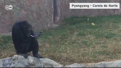 Macaco fumante chama a atenção em zoológico do regime norte-coreano