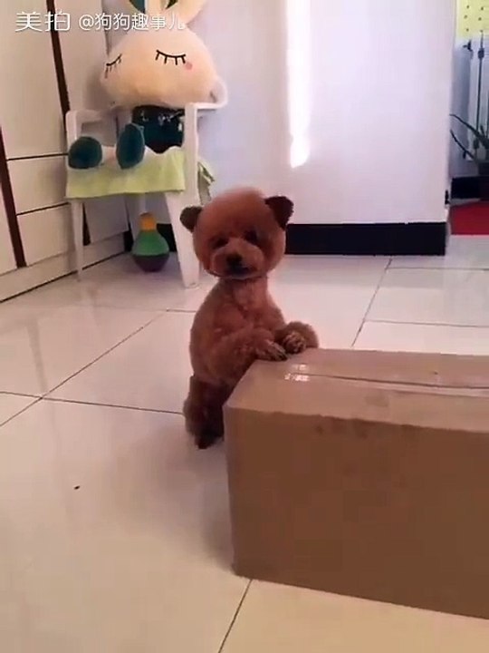 Wildlife Captures...