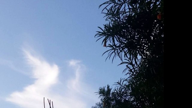 milagrosos angeles aparecen este mes en el cielo mexicano