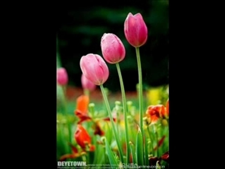 Can_rut_-_Ung_Hoang_Phuc_dieunhac_com