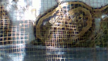 Un serpent de plus de sept mètres capturé vivant