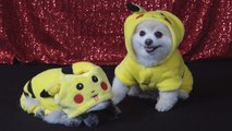 The 14 Best Dog Halloween Costumes of 2016
