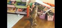 FUNNY VIDEOS Funny Cats Funny Animals Cat Funny Videos Smart Cats 2016