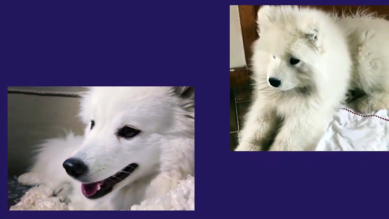 Funny Dog Videos #Funny Dog Videos 2016 #Dog Compilation #Funny Dog Fails Funny Dog Videos