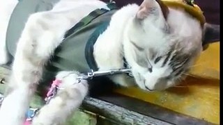 Funny cat video 2016 sleeping while eating