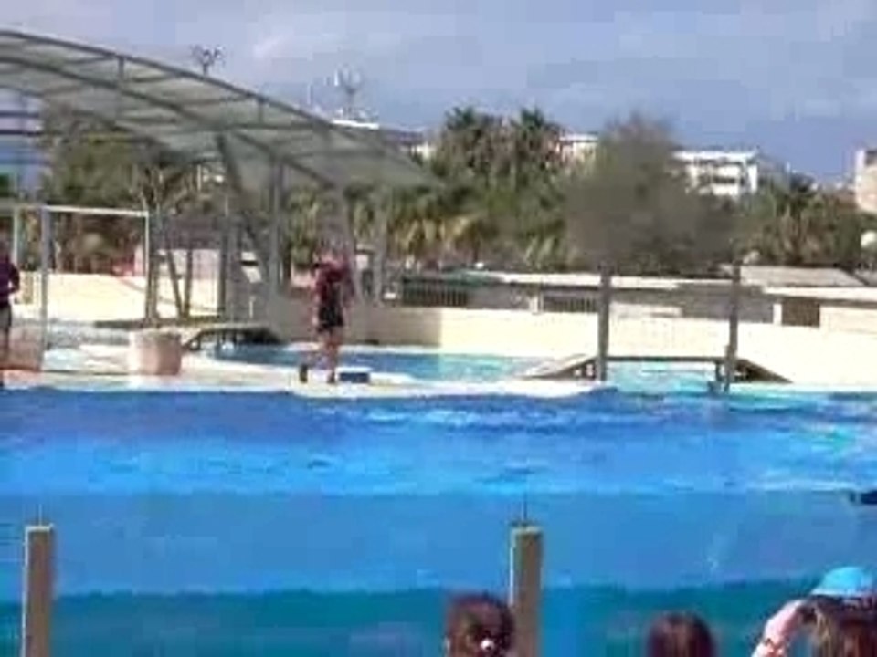 spectacle dauphins