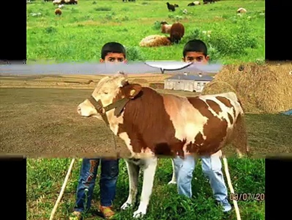 Güzel Sesler