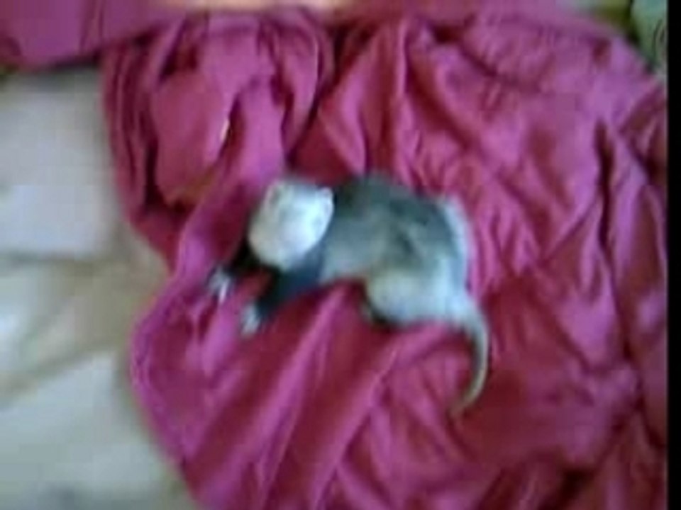 Taomino : Méchant furet !