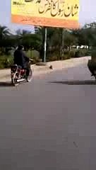 Awesome fat guy driving small bike