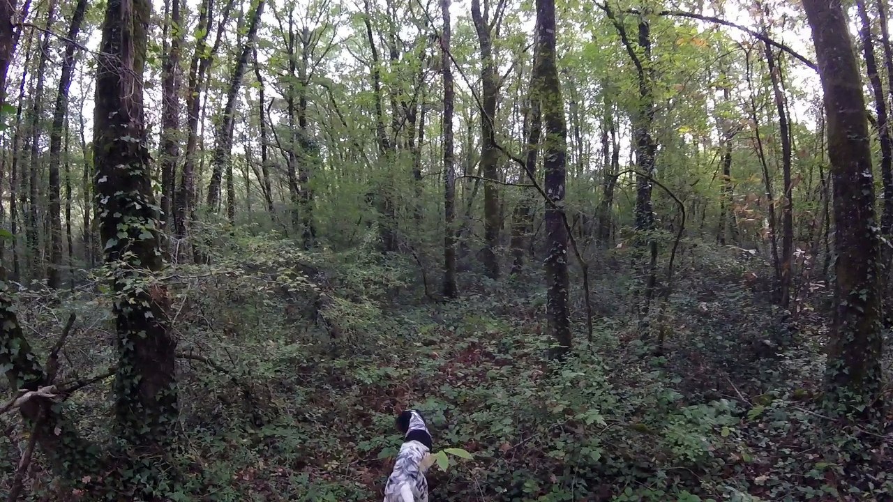 Sortie chasse de début de saison avec setter gordon et jeune setter anglais