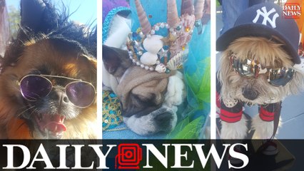 Luna Parks 4th Annual Dog Parade And Costume Contest