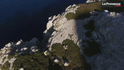 Vidéo : le mystère des puffins cendrés