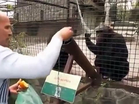 ОБЕЗЬЯНА ПРЯМО В ЛИЦО МУЖИКУ ЗА . . .