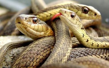 Crazy moment snake catcher releases hundreds of rat snakes, cobras and vipers into Indian forest