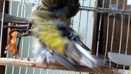 PADOUAN MAROC CANARIS