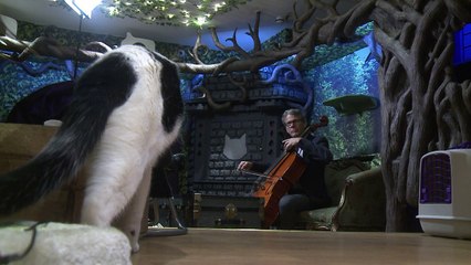 Un disco de música clásica… para gatos