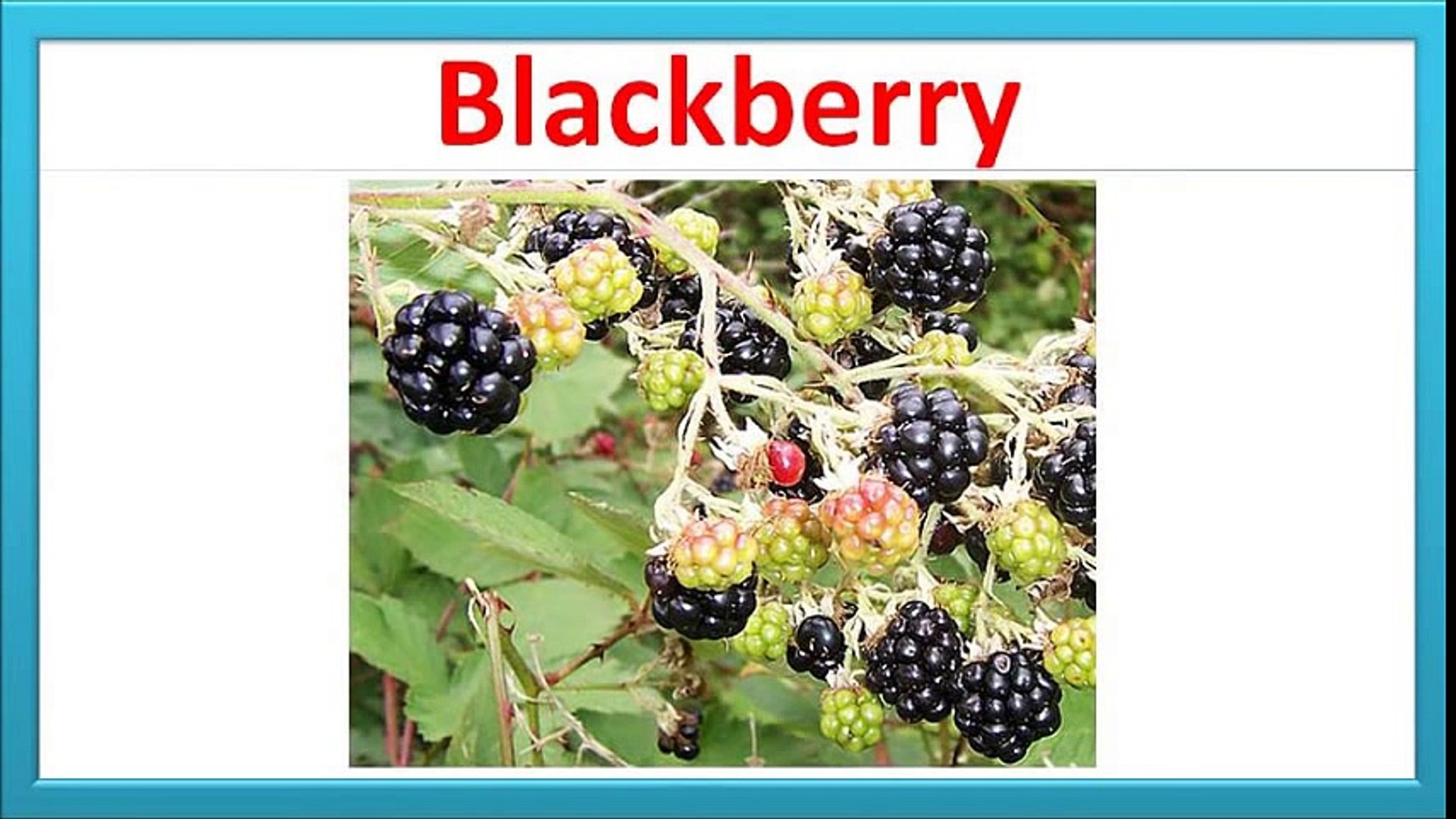 ⁣Learning Fruit Names for Kids
